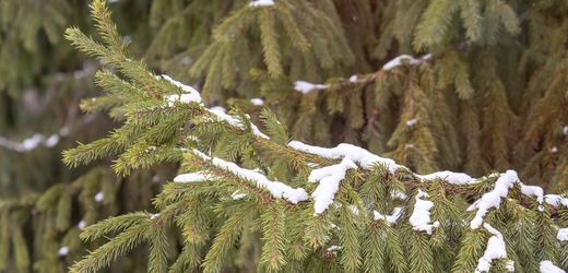 V Krkonoších napadlo deset centimetrů sněhu, na Sněžce minus čtyři stupně 